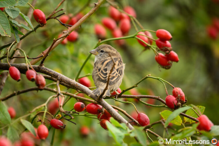 House Sparrow in a tree, surrounded by branches and red berries