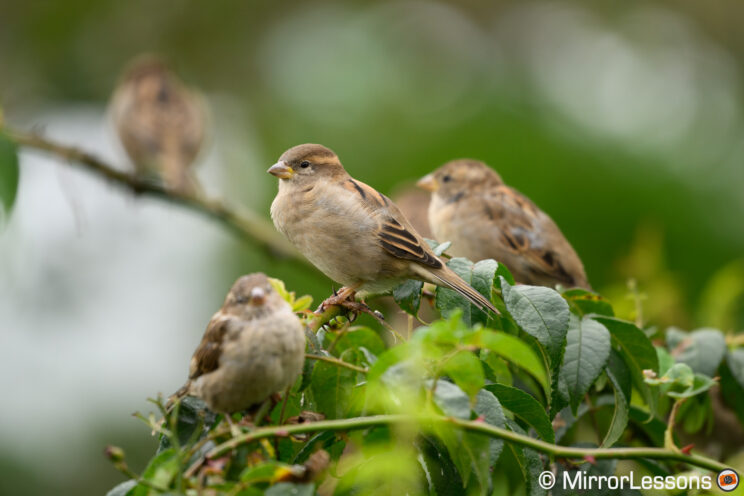 Various House Sparrows on a branch, with one on the foreground and several others in the background