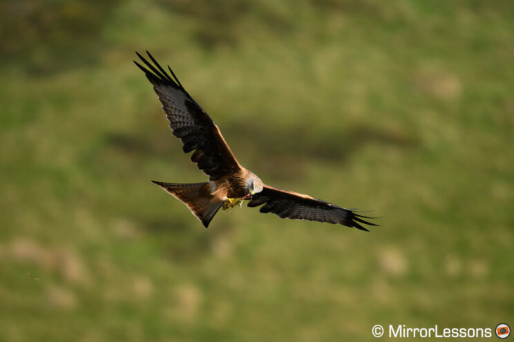 Red kite eating in the air, with green hill in the background