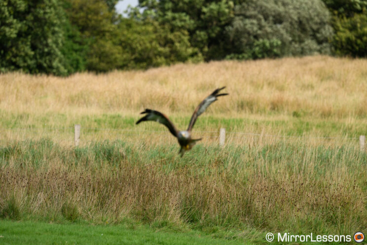 Red kite out of focus with background in focus