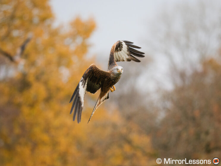 Red kite in flight, changing direction, with tree and yellow leaves in the background