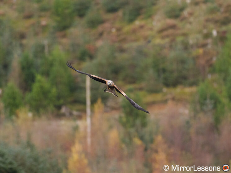 Red kite in flight, in the distance with busy background
