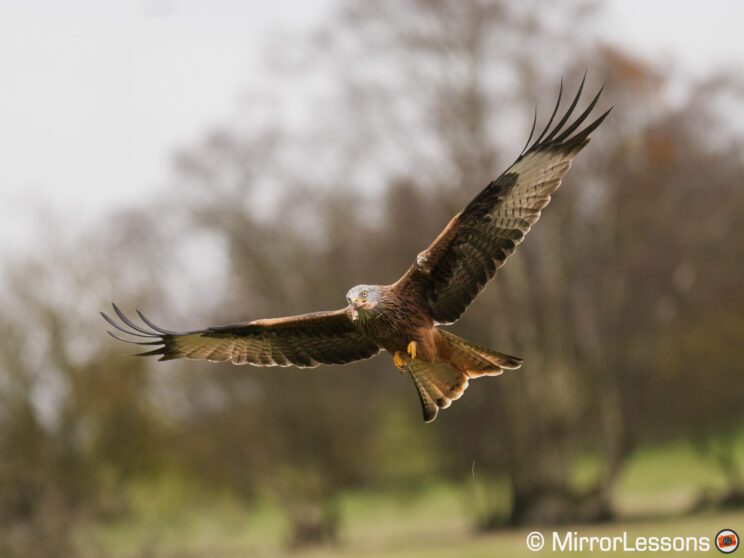 Red kite flying with trees in the background