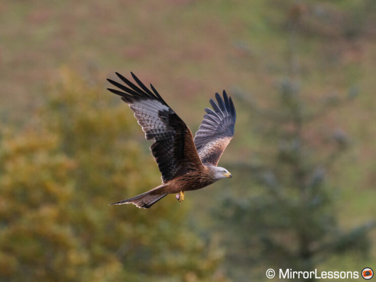Red kite flying sideways with trees and a hill in the background