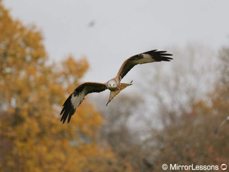 Red kite flying towards the camera, with tree and yellow leaves in the background