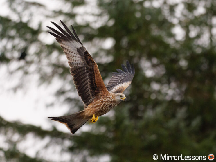 Red kite in flight with pine trees in the background