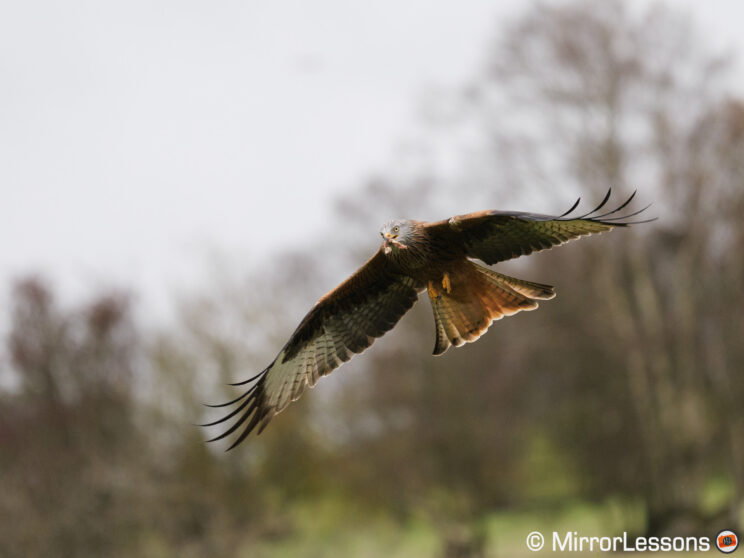 Red kite in flight, transitioning from a busy background (tree) to a clear background (clouds). The image is in focus.