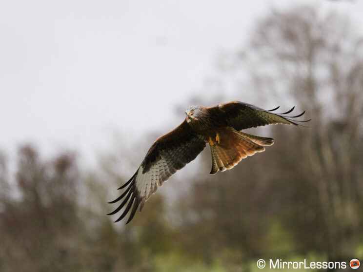 Red kite in flight, transitioning from a busy background (tree) to a clear background (clouds). The image is out of focus.