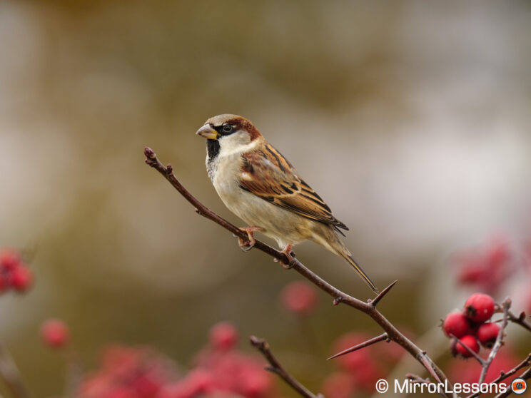 Male House Sparrow on a thin branch