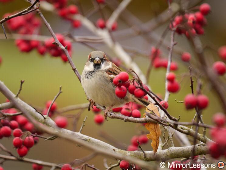House Sparrow on a branch, surrounded by red berries.