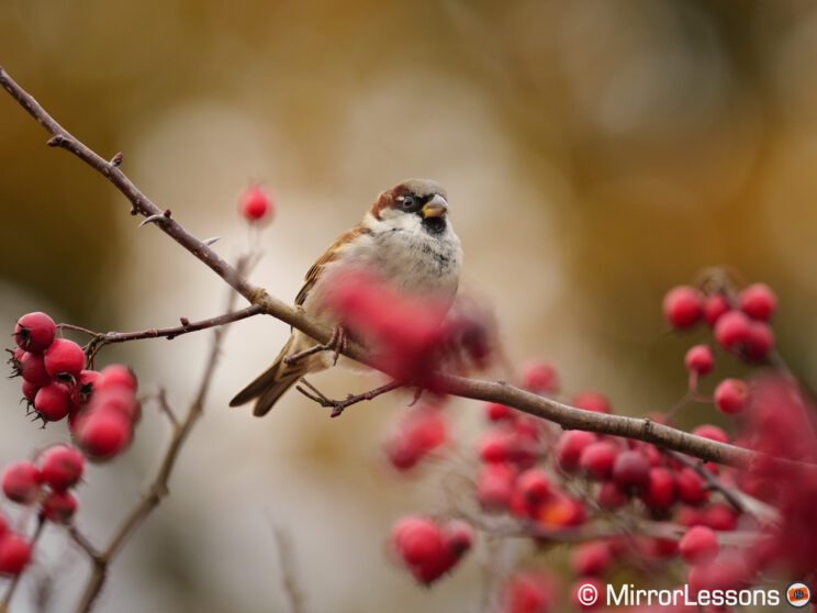 House Sparrow on a branch, surrounded by red berries.